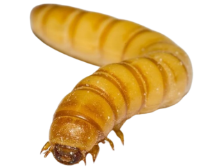 Mealworm