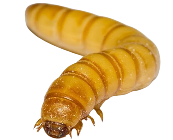 Mealworm