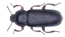 beetle