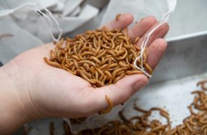 dried mealworm in hand