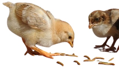 mealworms as pet food