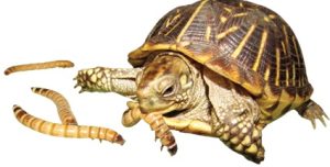 pet tortoise eating mealworms