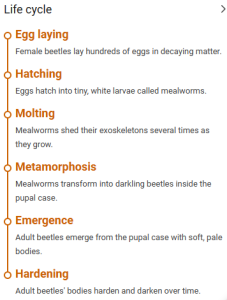 life cycle of mealworms