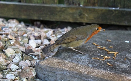 Bird eating mealworms